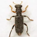 Phyllobaenus pubescens - photo 3