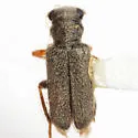 Phyllobaenus pubescens - photo 4