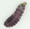 Phyllobaenus pubescens - photo 5