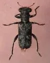 Phyllobaenus scaber - photo 2