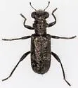 Phyllobaenus scaber - photo 3
