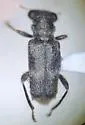 Phyllobaenus scaber - photo 4