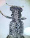 Phyllobaenus scaber - photo 5