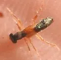 Phyllobaenus schusteri - photo 2