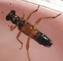 Phyllobaenus schusteri - photo 3