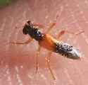 Phyllobaenus schusteri - photo 4