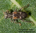 Phyllobaenus simulans - photo 2