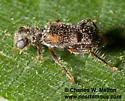 Phyllobaenus simulans - photo 3