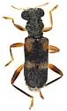 Phyllobaenus simulans - photo 4
