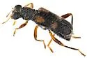 Phyllobaenus simulans - photo 5