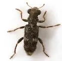 Phyllobaenus subfasciatus - photo 4