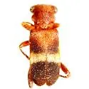 Phyllobaenus tricolor - Phyllobaenus tricolor