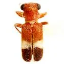 Phyllobaenus tricolor - photo 2