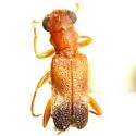 Phyllobaenus tricolor - photo 3
