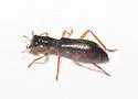 Phyllobaenus tricondylae - photo 2