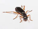 Phyllobaenus tricondylae - photo 3