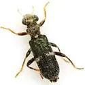 Phyllobaenus unifasciatus