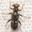 Phyllobaenus unifasciatus - photo 2