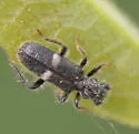 Phyllobaenus unifasciatus - photo 3