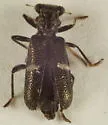 Phyllobaenus unifasciatus - photo 4