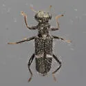Phyllobaenus unifasciatus - photo 5