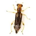 Phyllobaenus verticalis - Phyllobaenus verticalis