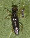 Phyllobaenus verticalis - photo 2