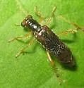 Phyllobaenus verticalis - photo 4