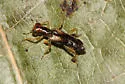 Phyllobaenus verticalis - photo 5