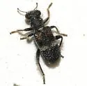 Phyllobaenus wickhami - Phyllobaenus wickhami