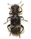 Phyllobaenus wickhami - photo 2