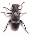 Phyllobaenus wickhami - photo 3
