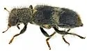 Phyllobaenus wickhami - photo 5