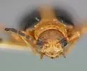 Phyllobrotica antennata - photo 2