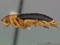 Phyllobrotica antennata - photo 3