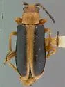 Phyllobrotica antennata - photo 4