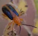 Phyllobrotica circumdata