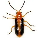 Phyllobrotica circumdata - photo 2