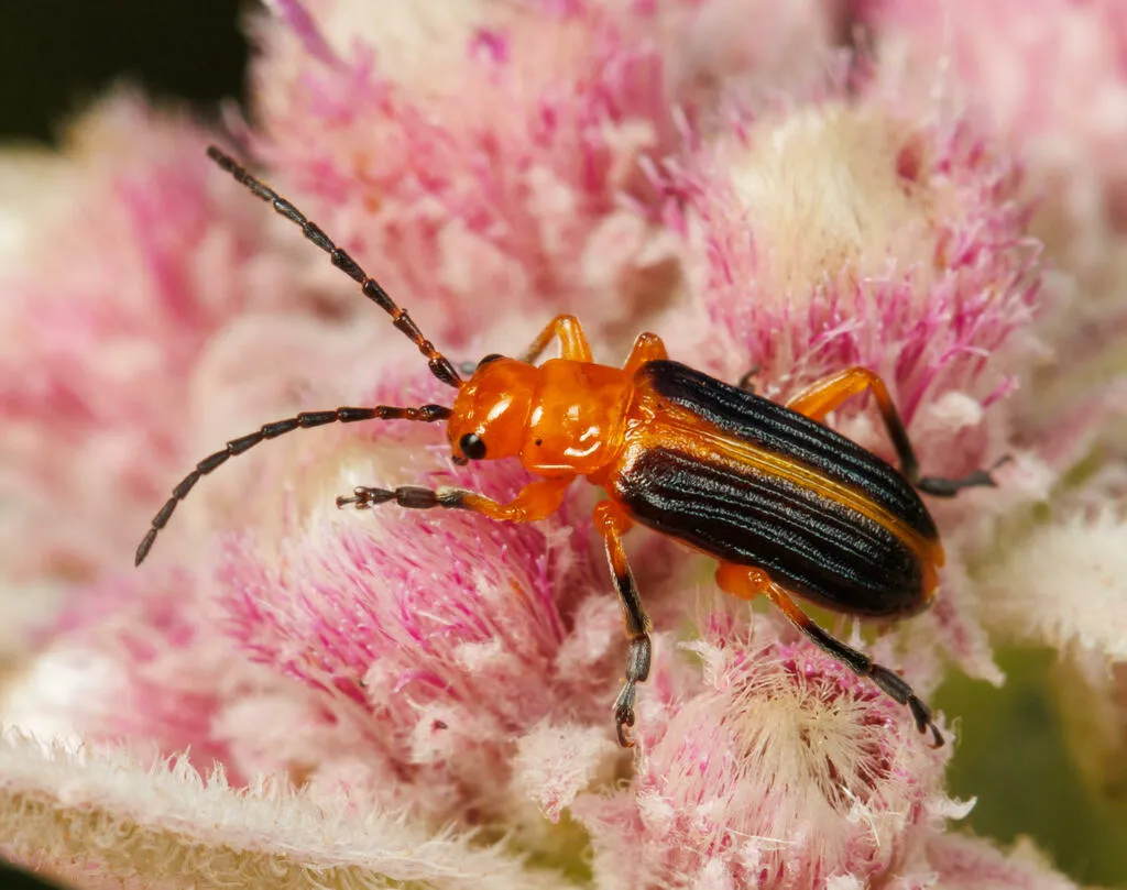 Phyllobrotica costipennis