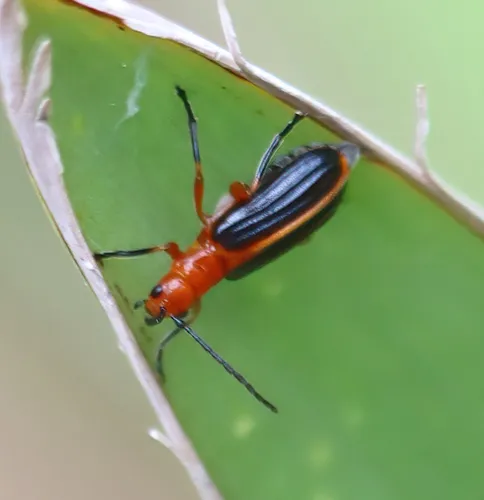 Phyllobrotica costipennis - photo 2