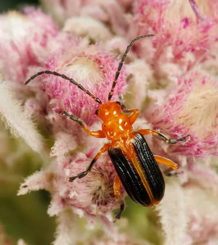 Phyllobrotica costipennis - photo 3