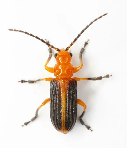 Phyllobrotica costipennis - photo 4