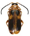 Phyllobrotica decorata