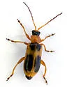 Phyllobrotica decorata - photo 2
