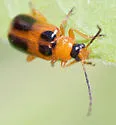 Phyllobrotica decorata - photo 3