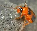 Phyllobrotica decorata - photo 4