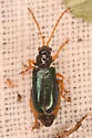 Phyllobrotica leechi