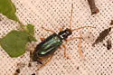 Phyllobrotica leechi - photo 2