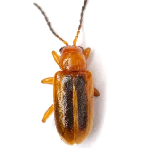Phyllobrotica lengi