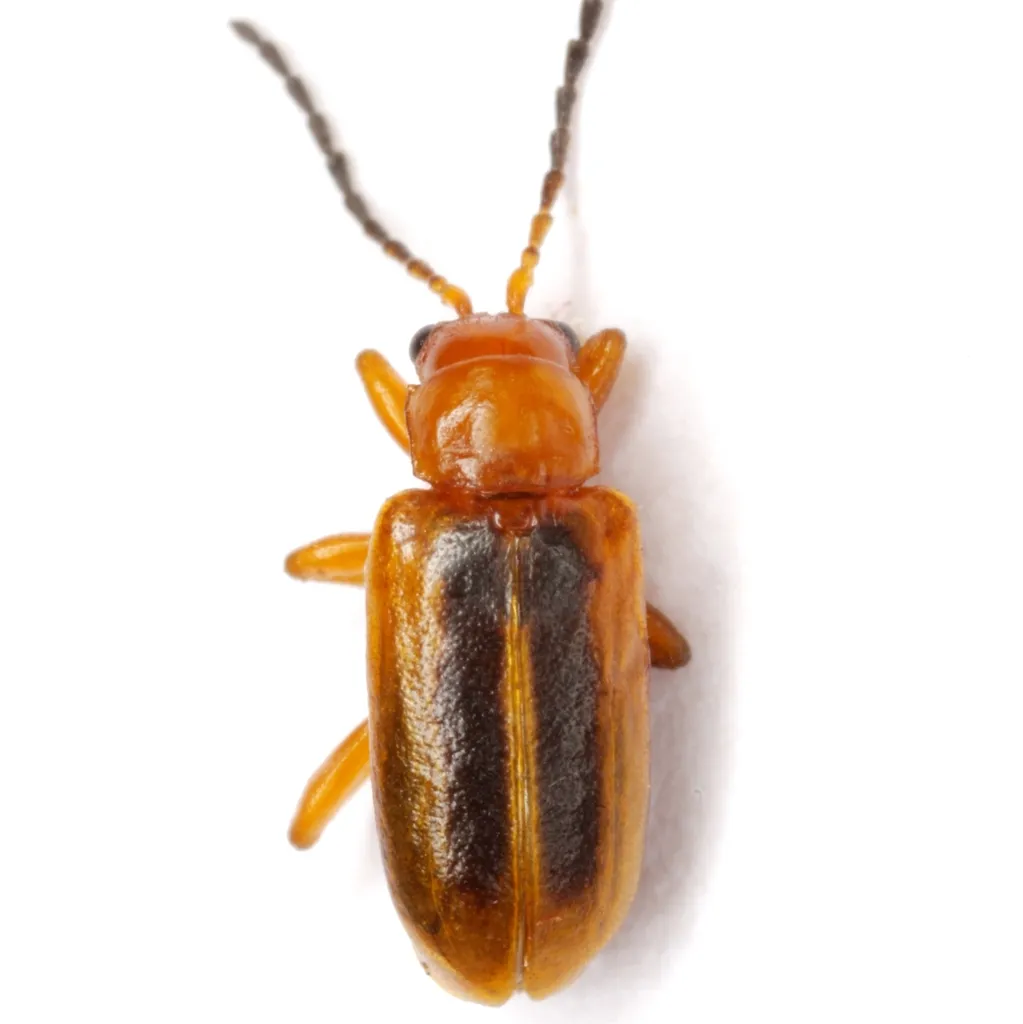 Phyllobrotica lengi - photo 2